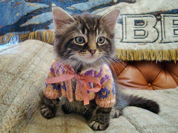 รูปภาพ:http://static.boredpanda.com/blog/wp-content/uploads/2016/10/cute-animals-wearing-tiny-sweaters-1-57ff4f6925de7__605.jpg