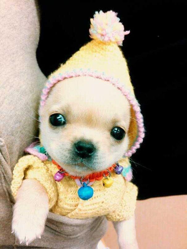 รูปภาพ:http://static.boredpanda.com/blog/wp-content/uploads/2016/10/cute-animals-wearing-tiny-sweaters-80-5804cf47b25e6__605.jpg