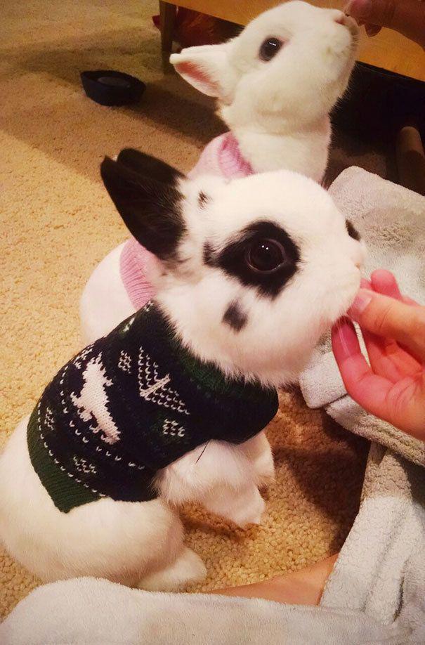 รูปภาพ:http://static.boredpanda.com/blog/wp-content/uploads/2016/10/cute-animals-wearing-tiny-sweaters-79-5804cecfbbde8__605.jpg