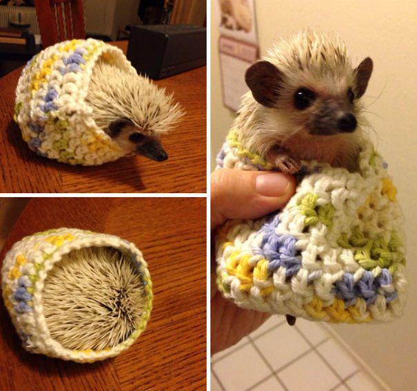 รูปภาพ:http://static.boredpanda.com/blog/wp-content/uploads/2016/10/cute-animals-wearing-tiny-sweaters-85-5804d7834c9c8__605.jpg