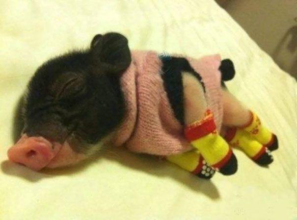 รูปภาพ:http://static.boredpanda.com/blog/wp-content/uploads/2016/10/cute-animals-wearing-tiny-sweaters-6-57ff4f775330d__605.jpg