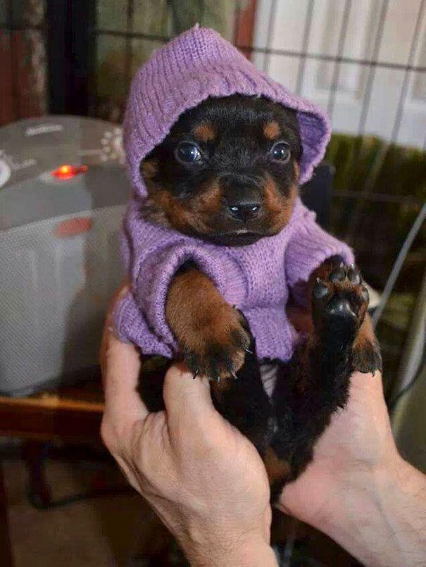 รูปภาพ:http://static.boredpanda.com/blog/wp-content/uploads/2016/10/cute-animals-wearing-tiny-sweaters-45-57ff927356740__605.jpg