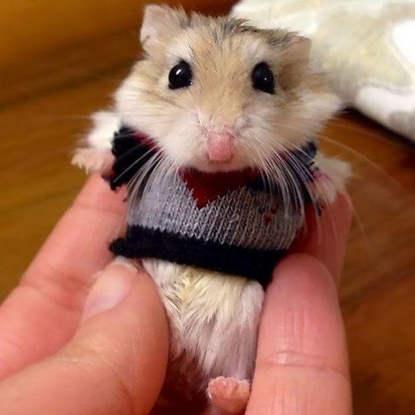 รูปภาพ:http://static.boredpanda.com/blog/wp-content/uploads/2016/10/cute-animals-wearing-tiny-sweaters-23-57ff6fe79105f__605.jpg