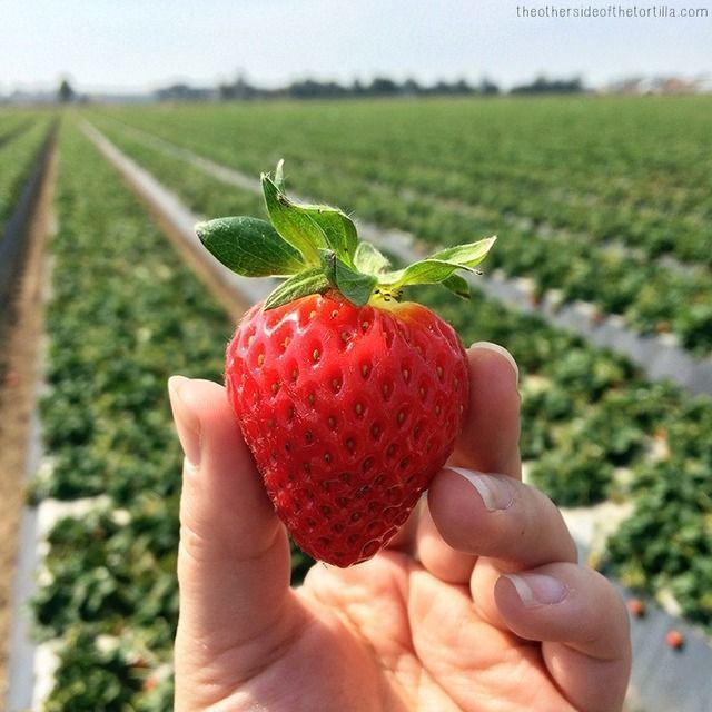 รูปภาพ:http://theothersideofthetortilla.com/wp-content/uploads/2014/04/strawberry-farm-tour-california-strawberries-TOSOTT.jpg