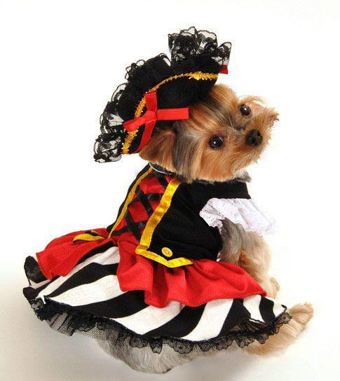 รูปภาพ:http://doghalloweencostumesshop.com/images/thumbnails/pirate-girl-halloween-costume-for-dogs.jpg