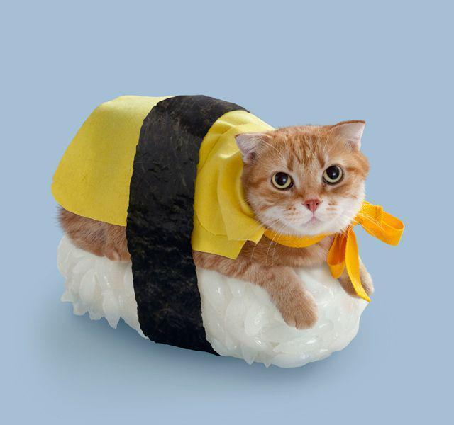 รูปภาพ:http://cdn2.business2community.com/wp-content/uploads/2014/10/Sushi-Cat-Halloween-Costume2.jpg2.jpg