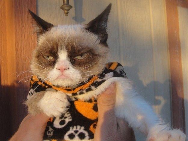 รูปภาพ:http://www.lovethispic.com/uploaded_images/42857-Happy-Halloween-Grumpy-Cat.jpg