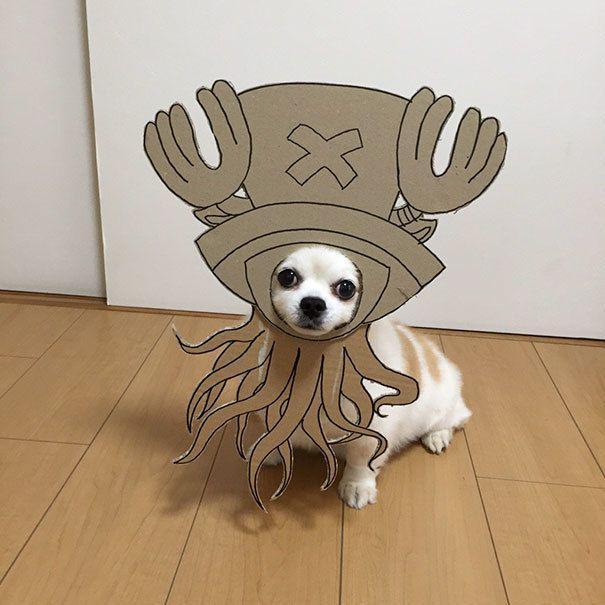 รูปภาพ:http://static.boredpanda.com/blog/wp-content/uploads/2016/10/dog-costume-cardboard-cutouts-myouonnin-22-580f541882705__605.jpg