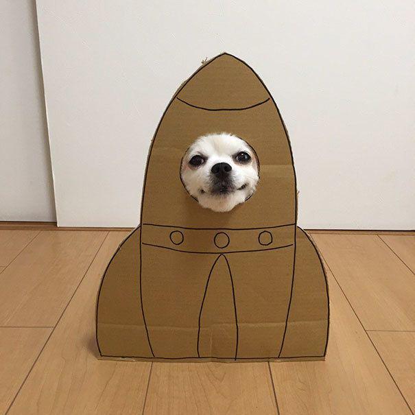 รูปภาพ:http://static.boredpanda.com/blog/wp-content/uploads/2016/10/dog-costume-cardboard-cutouts-myouonnin-31-580f542f18466__605.jpg