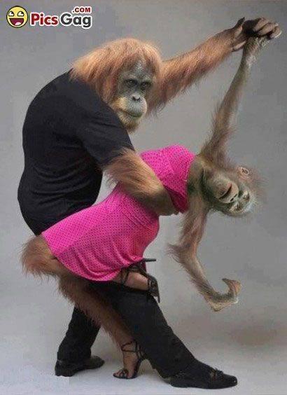 รูปภาพ:http://www.amusingfun.com/wp-content/uploads/2014/05/monkey-dance.jpg