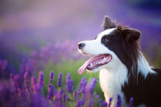 รูปภาพ:http://static.boredpanda.com/blog/wp-content/uploads/2016/11/I-Visited-Lavender-Garden-with-Dogs-to-Capture-their-Happiness-581f71469b74a__880.jpg