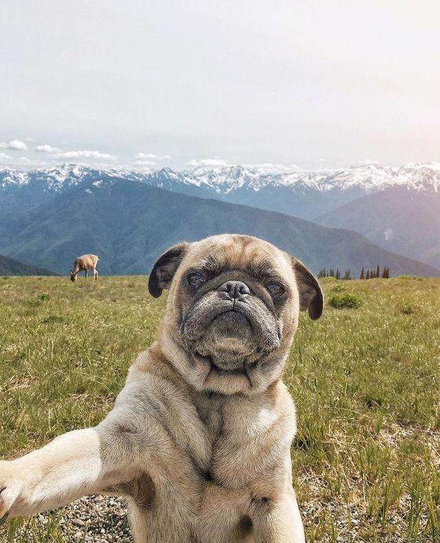 รูปภาพ:http://static.boredpanda.com/blog/wp-content/uploads/2016/11/pug-norm-adventures-jeremy-veach-11-5821a1c6d4ae2__700.jpg