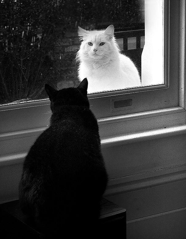 รูปภาพ:http://static.boredpanda.com/blog/wp-content/uploads/2016/11/black-white-cats-yin-yang-72-582484355bd9f__605.jpg