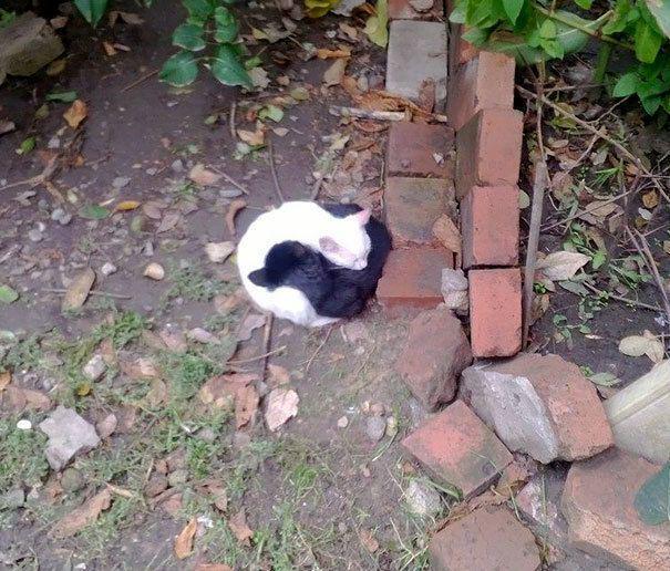 รูปภาพ:http://static.boredpanda.com/blog/wp-content/uploads/2016/11/black-white-cats-yin-yang-18-5824771b95a48__605.jpg