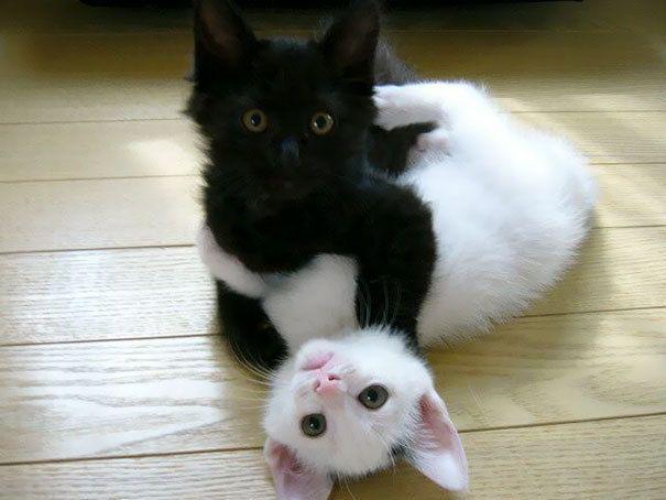 รูปภาพ:http://static.boredpanda.com/blog/wp-content/uploads/2016/11/black-white-cats-yin-yang-48-5824781dc0074__605.jpg