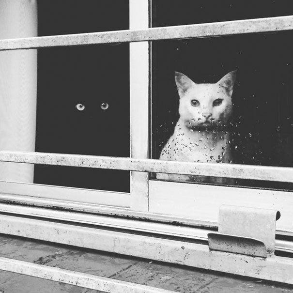 รูปภาพ:http://static.boredpanda.com/blog/wp-content/uploads/2016/11/black-white-cats-yin-yang-1-58243d529fdf3__605.jpg