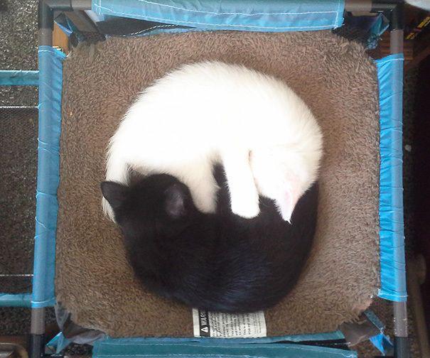 รูปภาพ:http://static.boredpanda.com/blog/wp-content/uploads/2016/11/black-white-cats-yin-yang-76-58248373e1d97__605.jpg