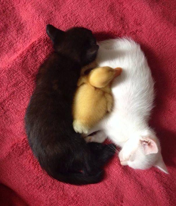 รูปภาพ:http://static.boredpanda.com/blog/wp-content/uploads/2016/11/black-white-cats-yin-yang-82-58248d8f5daf8__605.jpg