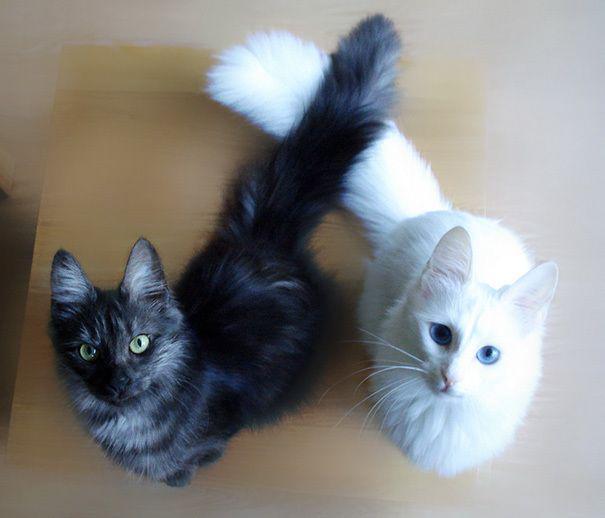 รูปภาพ:http://static.boredpanda.com/blog/wp-content/uploads/2016/11/black-white-cats-yin-yang-80-582488904db17__605.jpg
