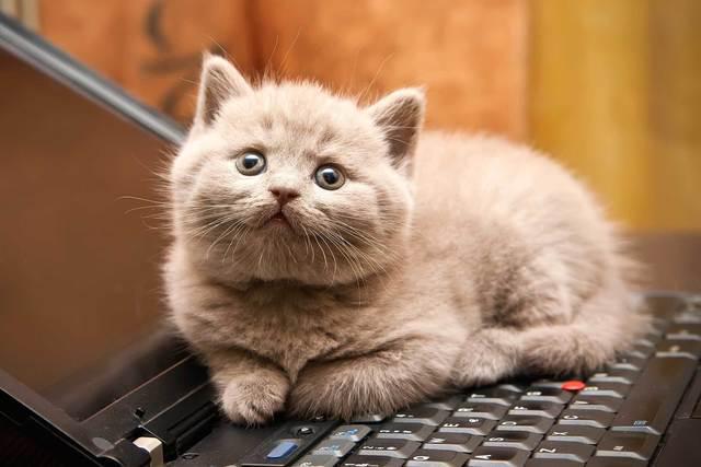 รูปภาพ:http://www.rd.com/wp-content/uploads/sites/2/2016/04/01-cat-wants-to-tell-you-laptop.jpg