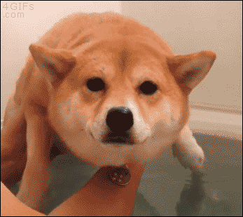 รูปภาพ:http://saintpigsfunfunbox.com/wp-content/uploads/2015/01/swimming-corgi-puppy-dog-taking-a-bath-animated-gif.gif
