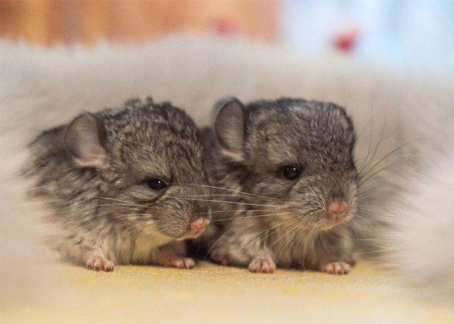 รูปภาพ:http://static.boredpanda.com/blog/wp-content/uploads/2017/01/cute-baby-chinchillas-1-586bc6930c13b__700.jpg