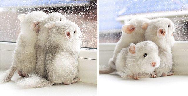 รูปภาพ:http://static.boredpanda.com/blog/wp-content/uploads/2017/01/cute-baby-chinchillas-119-586cff70a4c5b__700.jpg