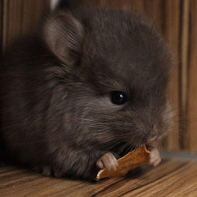 รูปภาพ:http://static.boredpanda.com/blog/wp-content/uploads/2017/01/cute-baby-chinchillas-130-586d10e4ca335__700.jpg