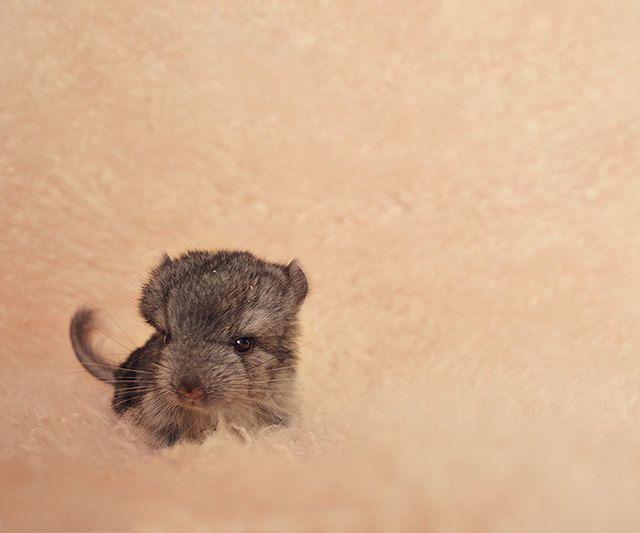 รูปภาพ:http://static.boredpanda.com/blog/wp-content/uploads/2017/01/cute-baby-chinchillas-41-586ca7f202034__700.jpg