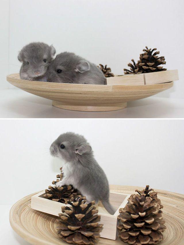 รูปภาพ:http://static.boredpanda.com/blog/wp-content/uploads/2017/01/cute-baby-chinchillas-45-586cae8b9d87a__700.jpg