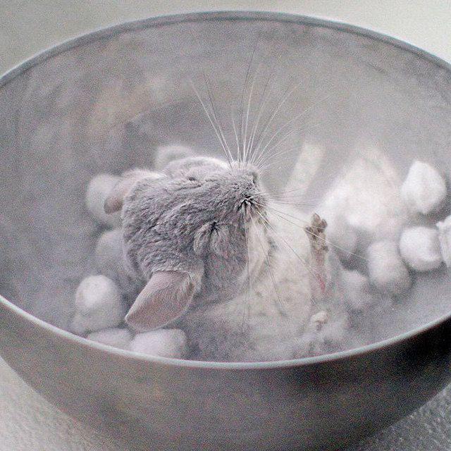 รูปภาพ:http://static.boredpanda.com/blog/wp-content/uploads/2017/01/cute-baby-chinchillas-148-586e02d805615__700.jpg