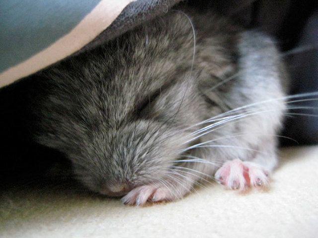 รูปภาพ:http://static.boredpanda.com/blog/wp-content/uploads/2017/01/cute-baby-chinchillas-97-586cd2c73a40f__700.jpg