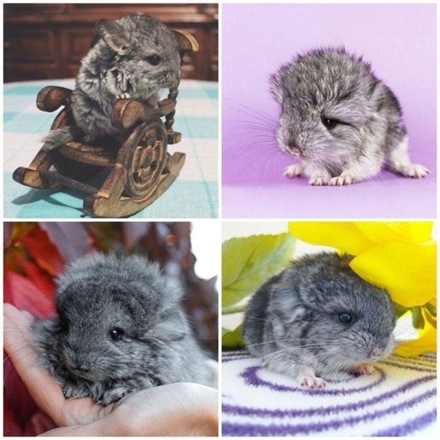 ตัวอย่าง ภาพหน้าปก:20 ความน่ารักของ 'หนูน้อย Chinchillas' เห็นแล้วแทบจะโดนขโมยหัวใจไปเลยล่ะ! 