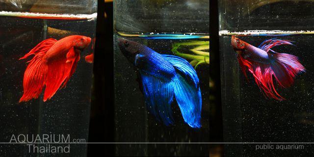 รูปภาพ:http://www.aquariumthailand.com/wp-content/uploads/2010/05/aq_siamese-fighting-fish_03.jpg