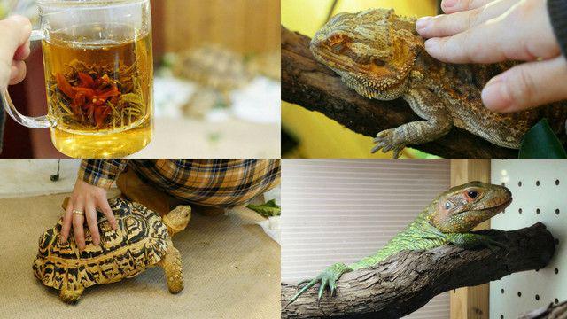 รูปภาพ:http://i.gzn.jp/img/2014/11/08/reptiles-cafe/top.jpg