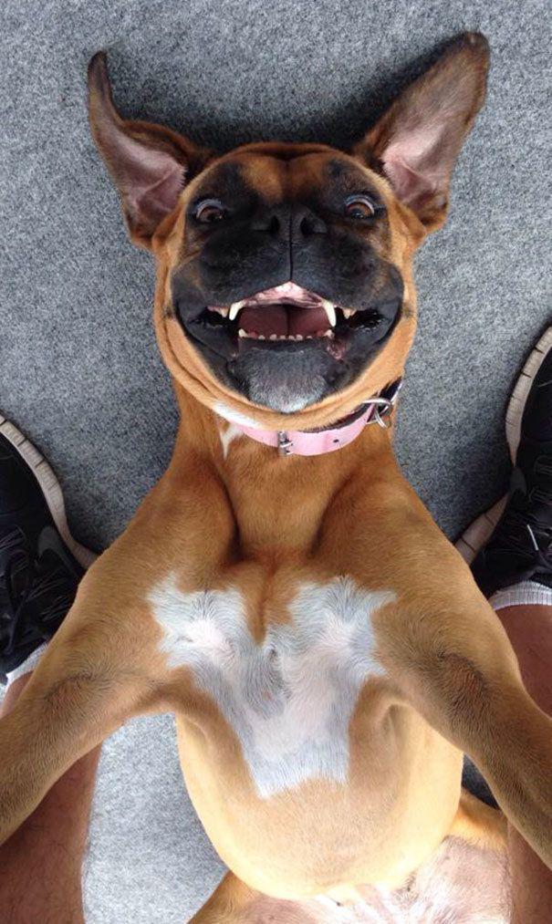 รูปภาพ:http://static.boredpanda.com/blog/wp-content/uploads/2017/01/funny-animal-selfies-45-587deb8c97b21__605.jpg
