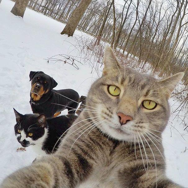 รูปภาพ:http://static.boredpanda.com/blog/wp-content/uploads/2017/01/funny-animal-selfies-68-587e26ed2ad50__605.jpg