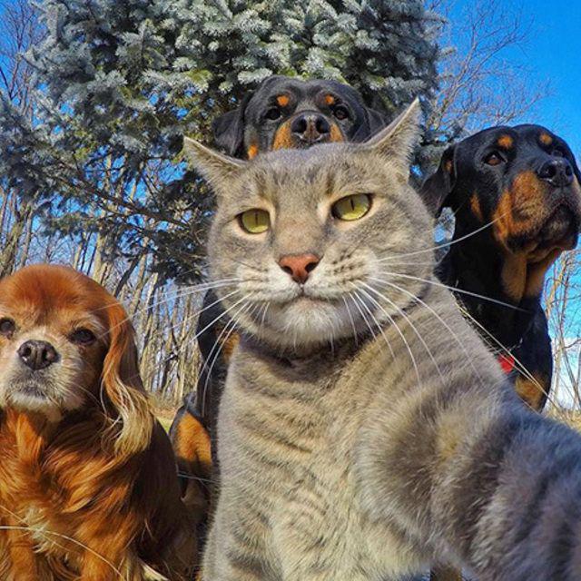 ตัวอย่าง ภาพหน้าปก:ใครว่ามีแต่คนที่ Selfie เป็น! เหล่าสัตว์เองก็ไม่น้อยหน้านะขอบอก!