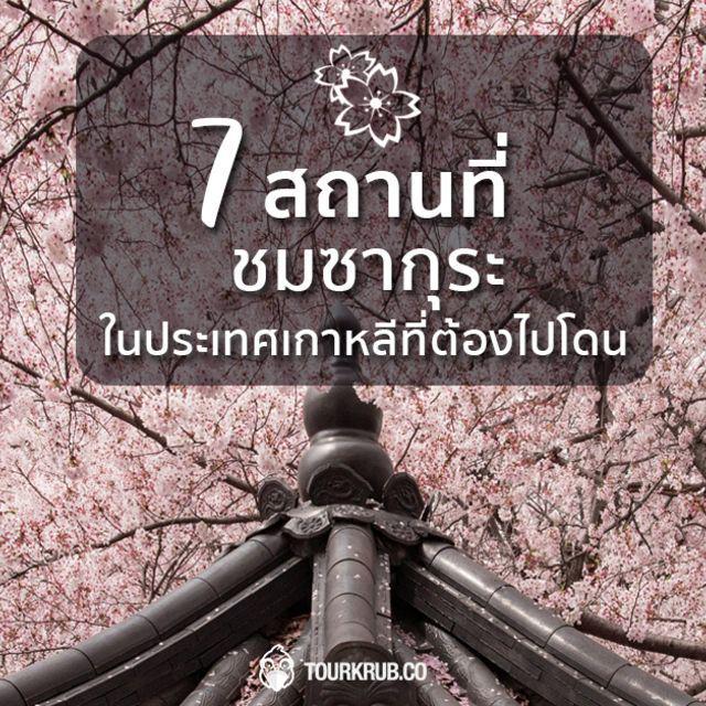 ภาพประกอบบทความ 7 สถานที่ ชมซากุระในประเทศเกาหลีที่ต้องไปโดน