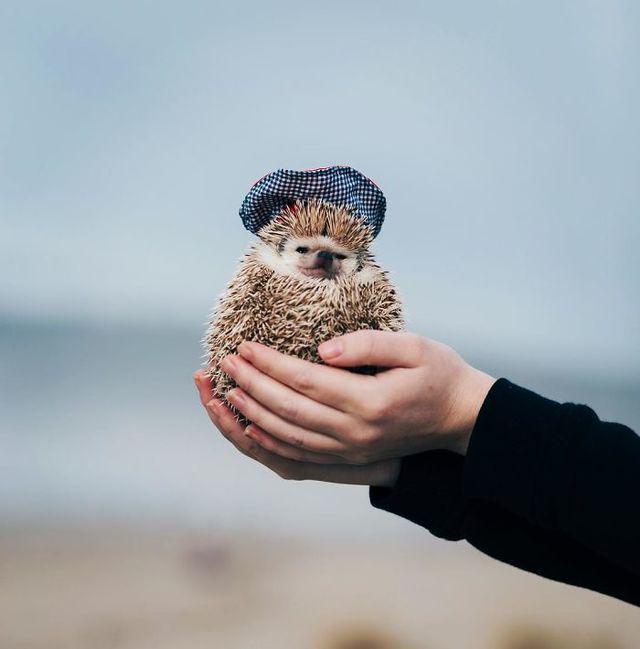 รูปภาพ:http://static.boredpanda.com/blog/wp-content/uploads/2017/01/cute-hedgehogs-in-hats-5890a18275852__700.jpg