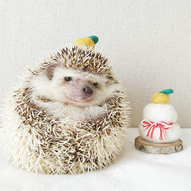 รูปภาพ:http://static.boredpanda.com/blog/wp-content/uploads/2017/02/cute-hedgehogs-in-hats-5892f9a602683__700.jpg