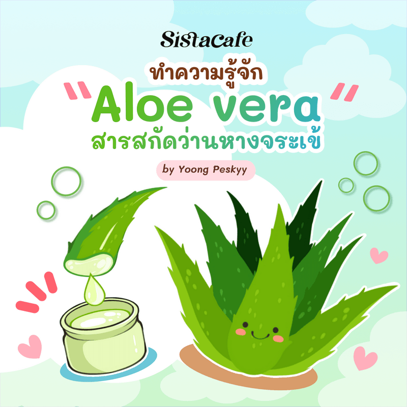 ภาพประกอบบทความ Aloe Vera ทำความรู้จักกับสารสกัดว่านหางจระเข้