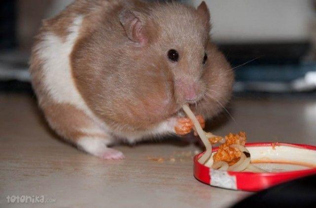 รูปภาพ:http://cdn.litlepups.net/2015/07/23/medium_really-fat-hamsters-fat-baby-pug-hamster-eating-cute-fat-hamsters.jpg