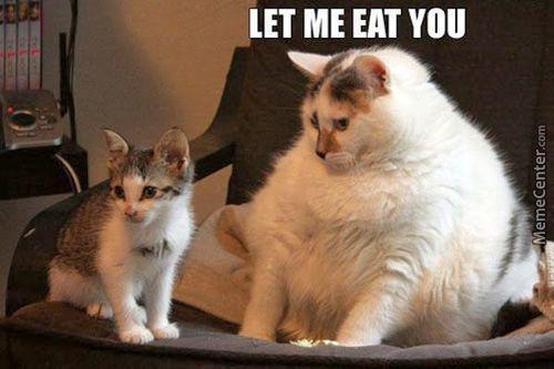 รูปภาพ:http://img.memecdn.com/fat-cats-are-cannibals_o_3338377.jpg