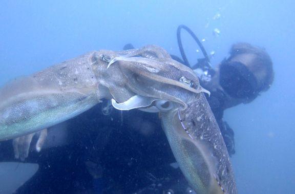 รูปภาพ:http://www.kohkooddivers.com/wp-content/gallery/dia-show/koh-kood-tauchen-thailand9.jpg