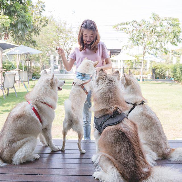 ภาพประกอบบทความ ชวนเล่นกับมะหมา ที่ 'Inu Machi Cafe' คาเฟ่สุนัขบรรยากาศชิลล์ ที่ไปแล้วต้องไปอีก!!