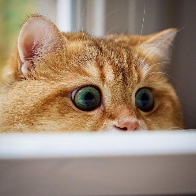 รูปภาพ:http://static.boredpanda.com/blog/wp-content/uploads/2017/03/Hosico-Cat-58b921103dbfb__880.jpg