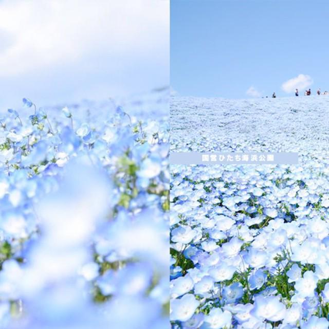 ตัวอย่าง ภาพหน้าปก:ไปเที่ยวกันค่ะซิส! ส่งตรงทุ่งดอกไม้ 'เนโมฟีลา' จากญี่ปุ่น สวยหวาน โรแมนติกสุดๆ
