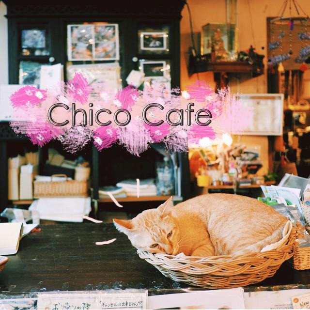 ตัวอย่าง ภาพหน้าปก:Chico Cafe คาเฟ่แมว สุขุมวิทของคนญี่ปุ่น สไตล์อบอุ่นแบบเหมียวๆ