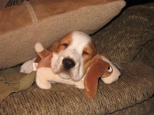 รูปภาพ:http://static.boredpanda.com/blog/wp-content/uploads/2017/04/animals-sleeping-cuddling-stuffed-toys-103-58ef84f81e3ae__605.jpg
